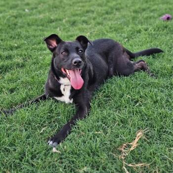 Rescue Mcnab Dogs for Adoption in Fort Worth, Texas - Nelly | PetCurious