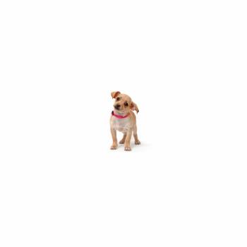 Seashell -  Chihuahua and Mixed Breed Dog for Adoption in Los Angeles, California - Seashell | PetCurious