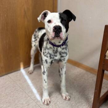 Pit Bull Terrier and Mixed Breed Dogs Available for Adoption - Milo--In Foster | PetCurious