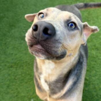 Marvin -  Mixed Breed Dog for Adoption in Huntington, New York - Marvin | PetCurious