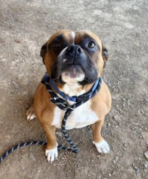 INDIA -  Pit Bull Terrier Dog Available for Adoption in Hagerstown, Maryland - INDIA | PetCurious