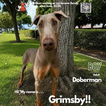 Grimsby -  Doberman Pinscher Dog for Adoption in Westminster, California - Grimsby | PetCurious