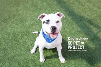 Kevin Jerez -  Pit Bull Terrier and Mixed Breed Dog Available for Adoption in Kansas City, Missouri - Kevin Jerez | PetCurious