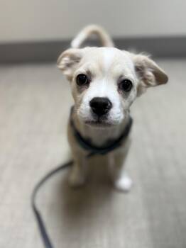 Chihuahua and Bulldog Dogs Available for Adoption - Ernie  | PetCurious