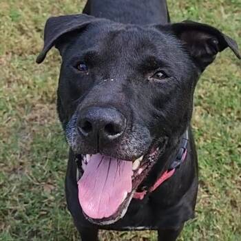 Rescue Labrador Retriever Dogs for Adoption in Lakeland, Florida - Bob | PetCurious