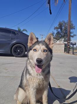 Siberian Husky Dogs Available for Adoption - Speckles | PetCurious
