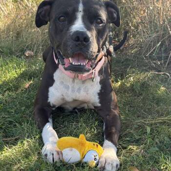 Maisie -  American Bully Dog for Adoption in Hamilton, Ontario - Maisie | PetCurious