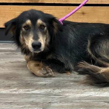 Harley -  Shepherd Dog for Adoption in Mount Pleasant, Texas - Harley | PetCurious