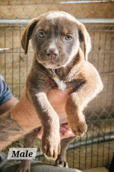 Karz * -  Labrador Retriever Dog for Adoption in West Palm Beach, Florida - Karz * | PetCurious