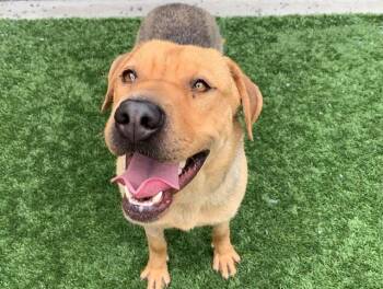 SAVE ME PLEASE PINK IDA550956 -  Shepherd and Shar Pei Dog for Adoption in San Marcos, California - SAVE ME PLEASE PINK IDA550956 | PetCurious