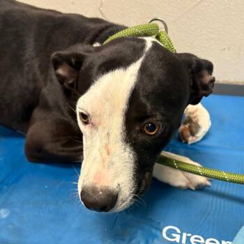 Jordan -  Mixed Breed Dog for Adoption in Yuma, Arizona - Jordan | PetCurious