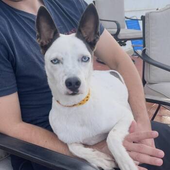 KONA (out of town) -  Australian Cattle Dog Blue Heeler Dog for Adoption in New York, New York - KONA (out Of Town) | PetCurious