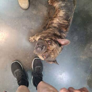 Gustav -  Mixed Breed Dog for Adoption in Memphis, Tennessee - Gustav | PetCurious