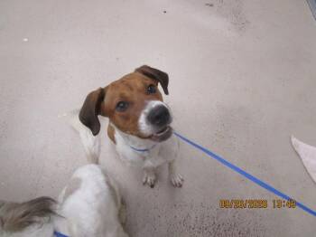Cleo(806) -  Foxhound and Beagle Dog for Adoption in Marietta, Georgia - Cleo(806) | PetCurious