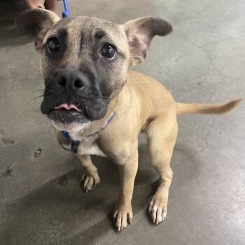 Terrier Dogs Available for Adoption in Tampa, Florida - Roxy | PetCurious