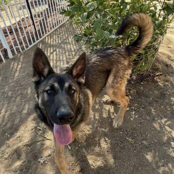 Jojo -  Mixed Breed Dog for Adoption in Hemet, California - Jojo | PetCurious
