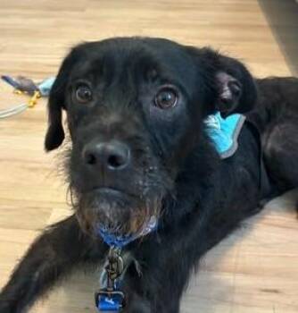 Scruffleupagus -  Mixed Breed Dog for Adoption in Kansas City, Missouri - Scruffleupagus | PetCurious