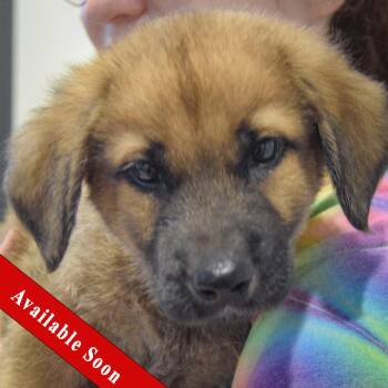 Pogee -  Golden Retriever and German Shepherd Dog Dog for Adoption in Huntley, Illinois - Pogee | PetCurious