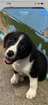 Florian: at the shelter -  Australian Shepherd Dog for Adoption in Rustburg, Virginia - Florian: At The Shelter | PetCurious