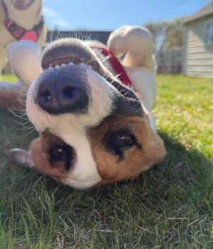 Boxer and Mixed Breed Dogs Available for Adoption in Savage, Minnesota - Leo - Foster To Adopt | PetCurious