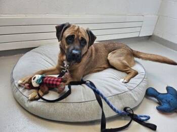 Mixed Breed Dogs Available for Adoption in Ajax, Ontario - PADDINGTON (FOSTER OR FOSTER TO ADOPT) | PetCurious