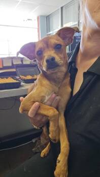 Wrigley -  Chihuahua Dog for Adoption in Marion, Ohio - Wrigley | PetCurious