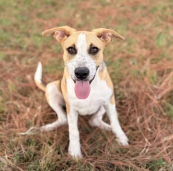 Lola -  Beagle Dog for Adoption in Elgin, Texas - Lola | PetCurious