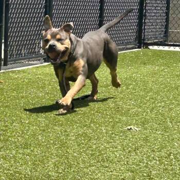 Beauty Queen -  Staffordshire Bull Terrier Dog for Adoption in Greensboro, North Carolina - Beauty Queen | PetCurious