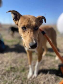 Collie Dogs Available for Adoption -  Louise | PetCurious