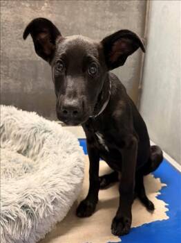 ARTHUR -  Labrador Retriever and Mixed Breed Dog for Adoption in Conroe, Texas - ARTHUR | PetCurious
