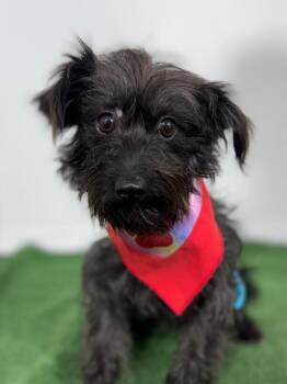 Schnauzer and Poodle Dogs Available for Adoption in Carlsbad, California - Dora | PetCurious