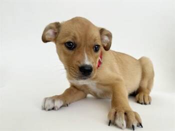 SOULARD -  Collie and Mixed Breed Dog for Adoption in Brentwood, Missouri - SOULARD | PetCurious