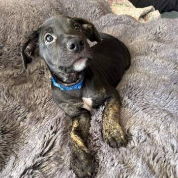 Fuji -  Mixed Breed Dog for Adoption in San Francisco, California - Fuji | PetCurious