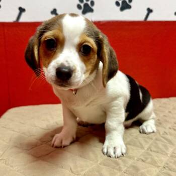 Trouble PR10 -  Beagle and Mixed Breed Dog for Adoption in Union, Missouri - Trouble PR10 | PetCurious