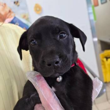 Chicken Noodle Soup -  Mixed Breed Dog Available for Adoption in Charleston, West Virginia - Chicken Noodle Soup | PetCurious