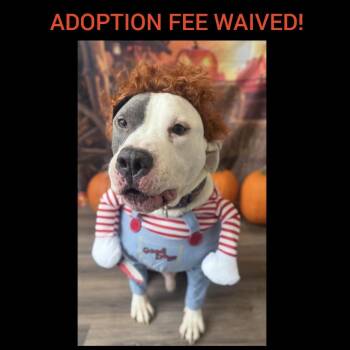 Rescue Pit Bull Terrier Dogs for Adoption in Chicago, Illinois - Tony | PetCurious