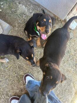 Rescue Mixed Breed Dogs for Adoption in San Jose, California - Willow Aspen River | PetCurious