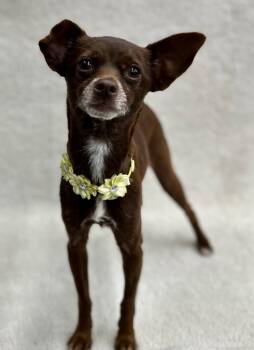 Chihuahua and Italian Greyhound Dogs Available for Adoption in Palo Alto, California - Churro | PetCurious