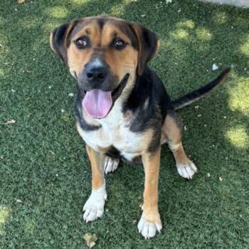 Ann -  Hound Dog for Adoption in Red Bluff, California - Ann | PetCurious