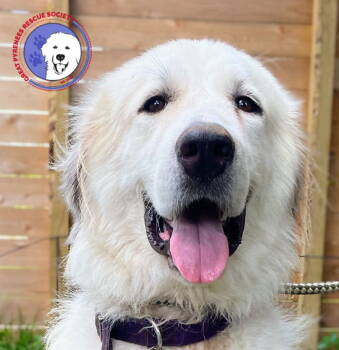 Rescue Great Pyrenees Dogs for Adoption in Spring, Texas - Ladie | PetCurious