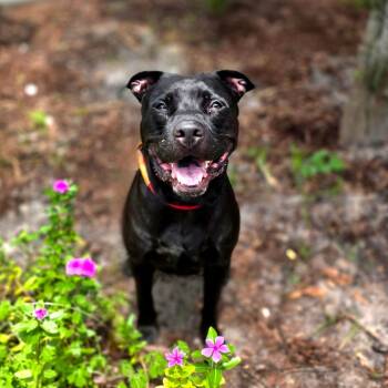 Ozzi -  Black Labrador Retriever and Mixed Breed Dog for Adoption in Port Charlotte, Florida - Ozzi | PetCurious