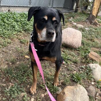 Princess -  Rottweiler Dog for Adoption in Durango, Colorado - Princess | PetCurious