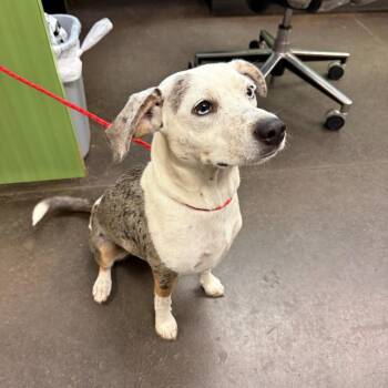 Catahoula Leopard Dog and Mixed Breed Dogs Available for Adoption in Norman, Oklahoma - Birdie Jo | PetCurious