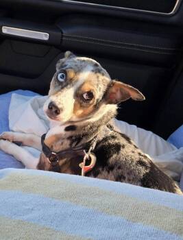 Rat Terrier Dogs Available for Adoption in Sanford, Florida - Mesha | PetCurious