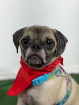 Johnny-One of our Amazing Rescue Dogs -  Pug and Mixed Breed Dog for Adoption in Carlsbad, California - Johnny-One Of Our Amazing Rescue Dogs | PetCurious
