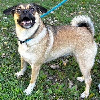 Cricket -  Pug and Mixed Breed Dog for Adoption in Warrensburg, Missouri - Cricket | PetCurious