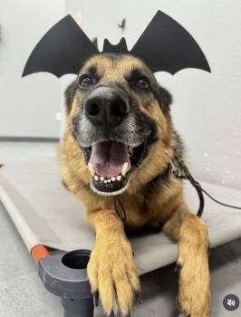 German Shepherd Dog Dogs Available for Adoption - Draco (Courtesy) | PetCurious