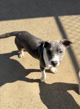 Rescue Terrier Dogs for Adoption in Corinth, Mississippi - Baylee 25D-275 | PetCurious