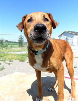 Coltin (Shiloe) -  Labrador Retriever and Hound Dog for Adoption in Van Wert, Ohio - Coltin (Shiloe) | PetCurious