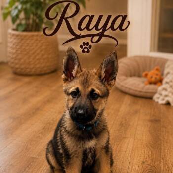 German Shepherd Dog Dogs Available for Adoption in Justin, Texas - Raya | PetCurious